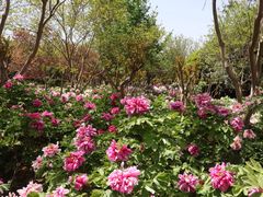 -洛阳市隋唐城遗址植物园