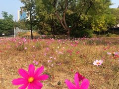 -莲花池公园