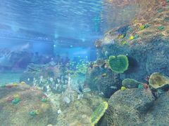 -沙沙哗啦海洋馆(华宇百花谷店)