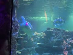 -悉尼海洋生物水族馆