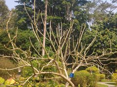 -中国科学院西双版纳热带植物园