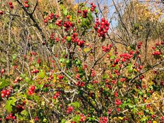 -白草畔自然风景区