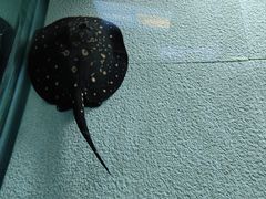 -上海海洋水族馆