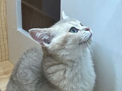-山宅一喵德文卷毛猫舍