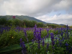 -亚龙湾国际玫瑰谷