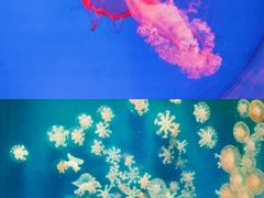 -南昌海洋公园