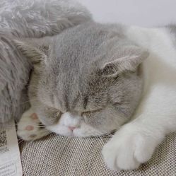 -飛凡TATTOO纹身•原创