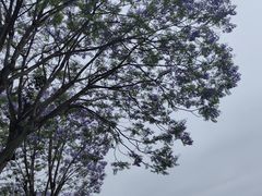 -眉山湿地公园(东坡区)