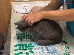 -瑞派宠物医院·24h·骨外科·皮肤科·全科宠物医疗转诊中心(沈阳浑南院)