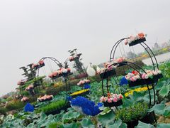-荷兰花海