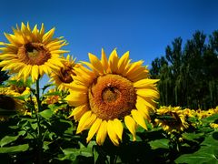 -长白岛森林公园