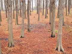 -溱湖国家湿地公园