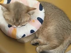 -平行世界·猫咖(首经贸店)