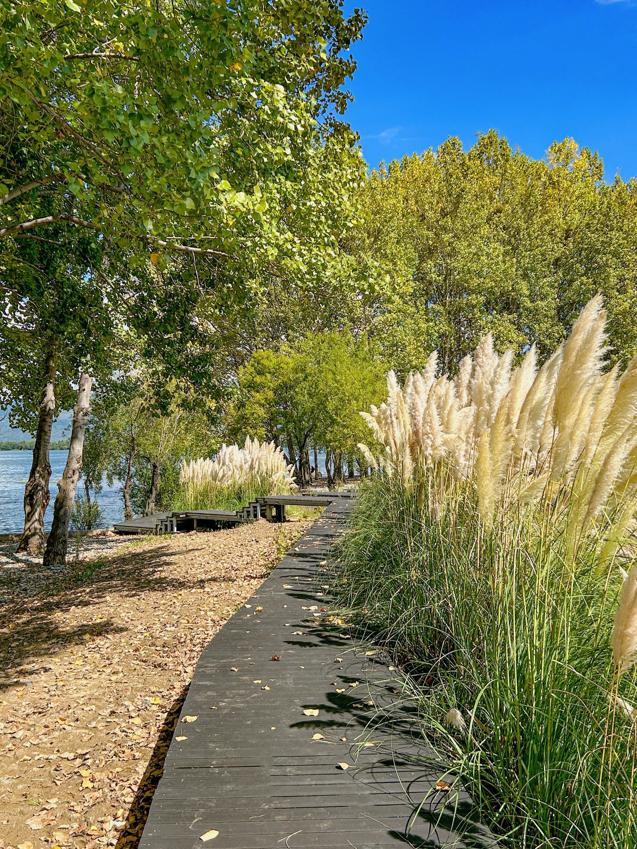 大理芦苇荡游逛攻略