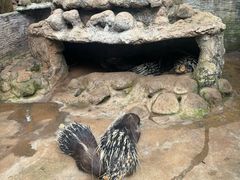 -海南热带野生动植物园