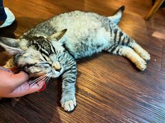 -猫岛主趣味餐厅(鼓浪屿店)