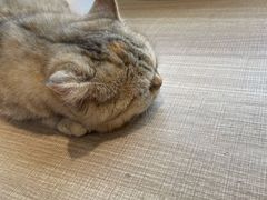 -藏猫猫咖啡主题馆(中央大道店)