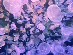 -江和美海洋公园