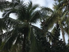 -三亚亚龙湾雅高美爵酒店
