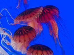 -上海海洋水族馆