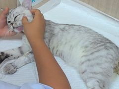 -北京观赏动物医院·24小时大型综合·猫专科·异宠专科