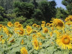 -福建鲤鱼洲酒店