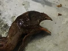 -张记烤羊腿