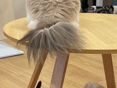 -有喵·猫咖·狗咖·30几只猫10只小狗(岗厦店)