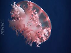 -福州罗源湾海洋世界旅游区