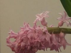 -龙大花卉苗木市场