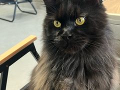 -Heymao猫咖.咖啡厅(东门店)