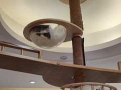 -滚猫咖啡·猫咖·猫友好撸猫(未来城店)