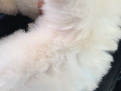 -中环花鸟鱼虫市场