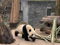 -都江堰中华大熊猫苑
