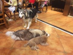 -more than meow吴止猫主题餐厅(承德 中船汇店)