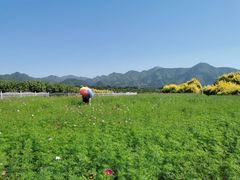 -康陵正德春饼宴26号