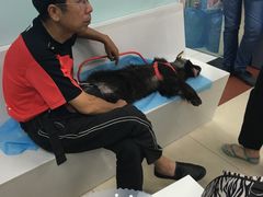 -纳吉亚猫专科动物诊疗中心(蒋宅口分院)