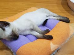 -龟与熊猫宠物公园(南坪店)