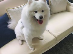 -宠爱国际动物医院· 猫科· 外科·中兽医(长白店)