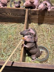 -酷嗒动物文化乐园(cutezoo西溪乐天城店)