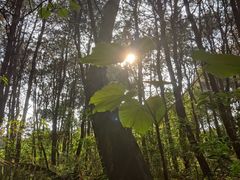 -铁山坪森林公园