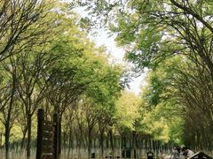 -西青郊野公园