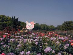 -上海滨江森林公园