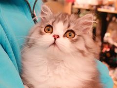 -momokira米努特·德文卷毛猫·棉花面纱犬