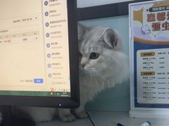 -嘉馨宠物医院·CT影像转诊·心脏科·犬猫全科诊疗中心(下沙大学城院区)