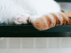 -平行世界·猫咖(首经贸店)