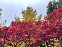 -岳麓山风景名胜区