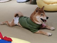 -逗柴咖啡屋·狗咖猫咖宠物桌游