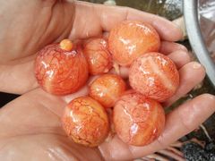 鹅蛋-化念转角烤鹅