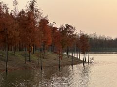 -合肥滨湖国家森林公园